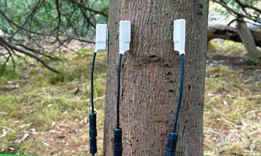 莖流傳感器 莖流傳感器