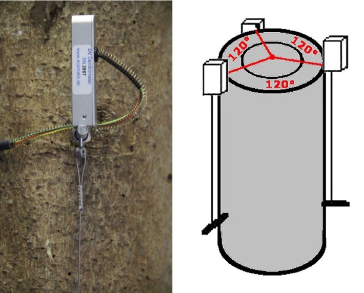 莖稈縱向變化測量傳感器 莖稈縱向變化測量傳感器